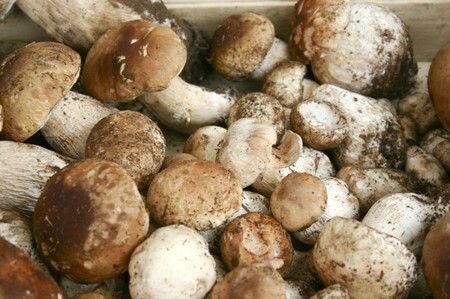 Unterteile: Rezepte zum Kochen von Pilzgerichten