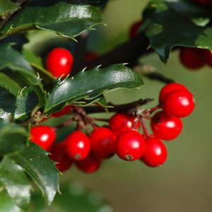 Weihnachtsschmuck für zu Hause