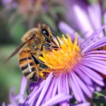 Apitherapie: Behandlung mit Bienen