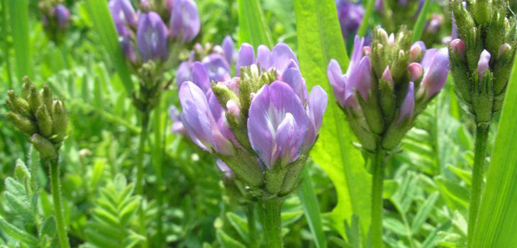 Astragalus: therapeutische Eigenschaften, Foto, Anwendung