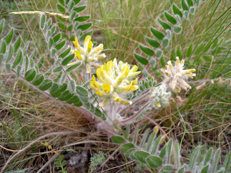 Astragalus: therapeutische Eigenschaften, Foto, Anwendung