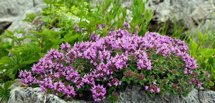 Thymian: medizinische Eigenschaften, Anwendung, Foto