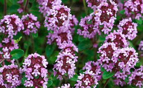 Thymian: medizinische Eigenschaften, Anwendung, Foto