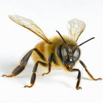 Was tun nach Insektenstichen?