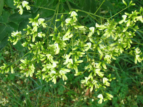 Was ist japanische Sophora? Seine medizinischen Eigenschaften und Anwendung