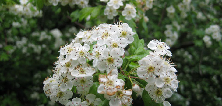 Weißdornblumen: medizinische Eigenschaften, Anwendung in der Volksmedizin
