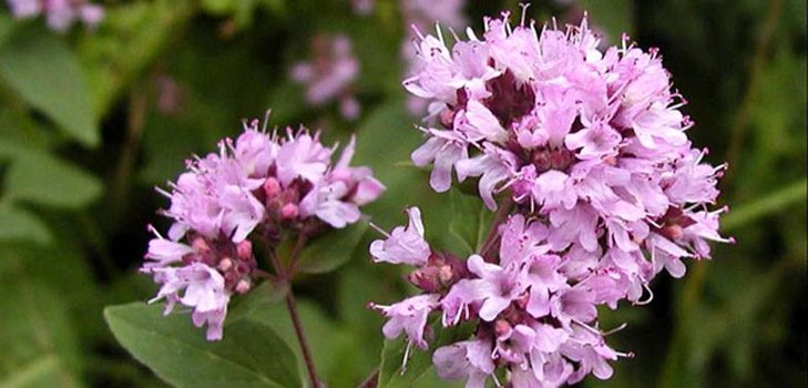 Oregano, seine medizinischen Eigenschaften und Anwendung