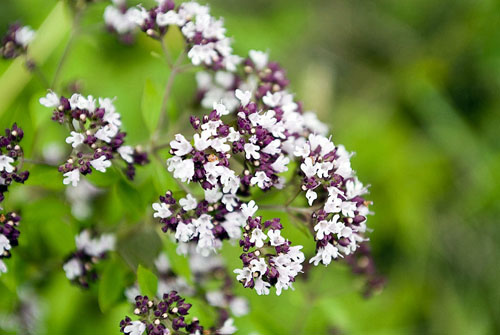 Oregano, seine medizinischen Eigenschaften und Anwendung