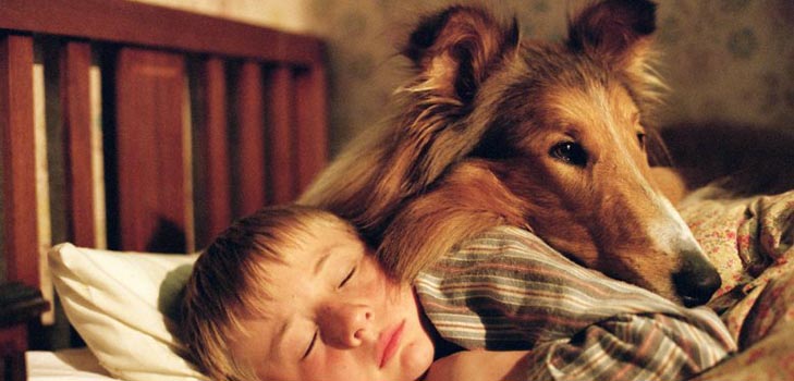 Welche Krankheiten von Hunden sind gefährlich für Menschen