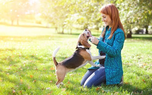 Welche Krankheiten von Hunden sind gefährlich für Menschen