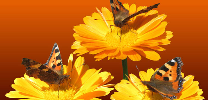 Calendula (Ringelblume): medizinische Eigenschaften, Anwendung in der Volksmedizin