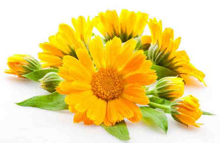 Calendula (Ringelblume): medizinische Eigenschaften, Anwendung in der Volksmedizin