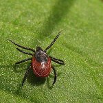 Tick ​​Borreliose