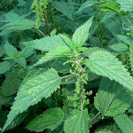 Therapeutische Eigenschaften der Brennnessel Therapeutische Eigenschaften der Brennnessel
