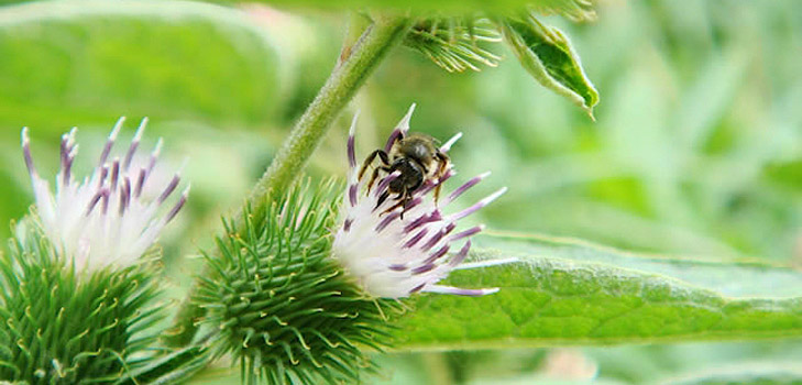 Therapeutische Eigenschaften der Klette und ihre Anwendung