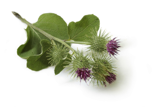 Therapeutische Eigenschaften der Klette und ihre Anwendung