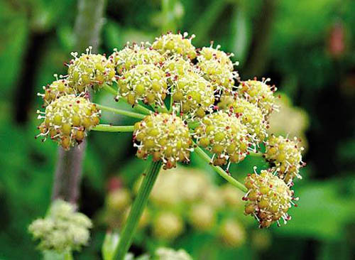 Lubistok: medizinische Eigenschaften, Fotos, Rezepte
