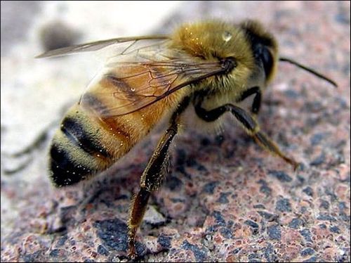 Tinktur von Propolis - ein Heilmittel