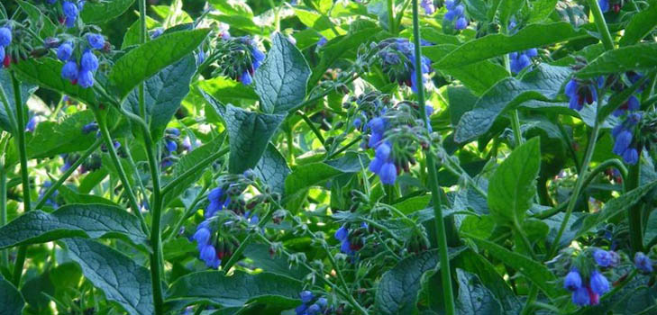 Comfrey officinalis: Anwendung und medizinische Eigenschaften von Beinwell