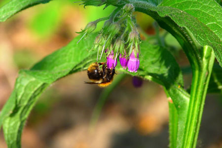 Comfrey officinalis: Anwendung und medizinische Eigenschaften von Beinwell