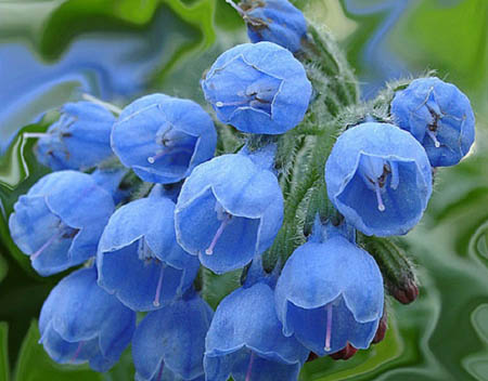 Comfrey officinalis: Anwendung und medizinische Eigenschaften von Beinwell