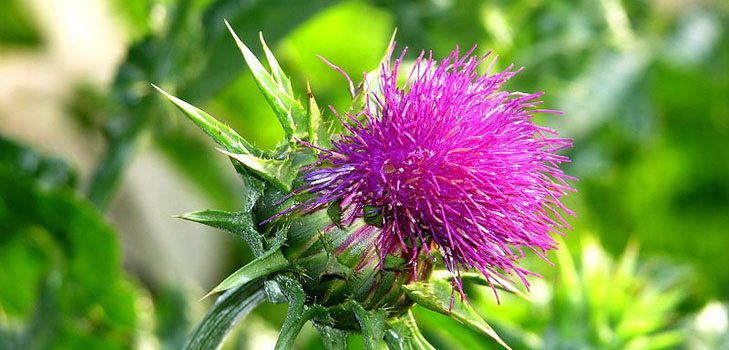 Nützliche Eigenschaften der Mariendistel; Anwendung von Mariendistel zur Gewichtsreduktion