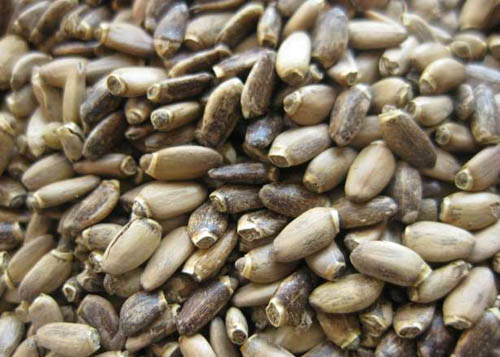 Nützliche Eigenschaften der Mariendistel; Anwendung von Mariendistel zur Gewichtsreduktion