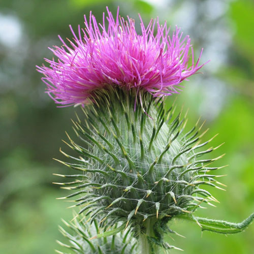 Nützliche Eigenschaften der Mariendistel; Anwendung von Mariendistel zur Gewichtsreduktion