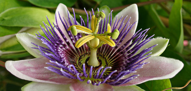 Anwendung von Passionsblume in der Medizin (mit Foto)