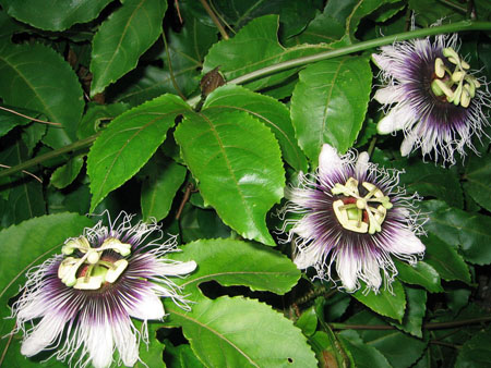 Anwendung von Passionsblume in der Medizin (mit Foto)