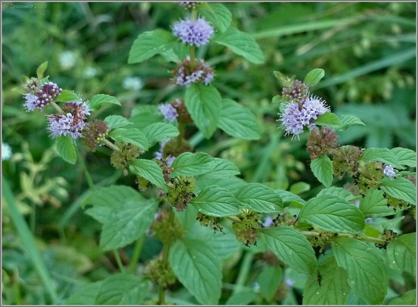 Motherwort in der Schwangerschaft