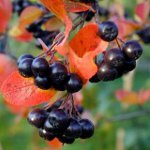 Eigenschaften von Chokeberry Ashberry Eigenschaften von Chokeberry Ashberry
