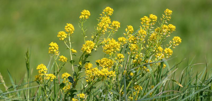 Gras, ein medizinischer Hering: Foto, Anwendung, Rezepte