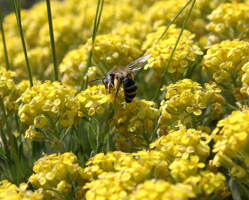 Gras, ein medizinischer Hering: Foto, Anwendung, Rezepte