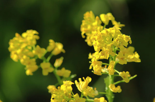 Gras, ein medizinischer Hering: Foto, Anwendung, Rezepte
