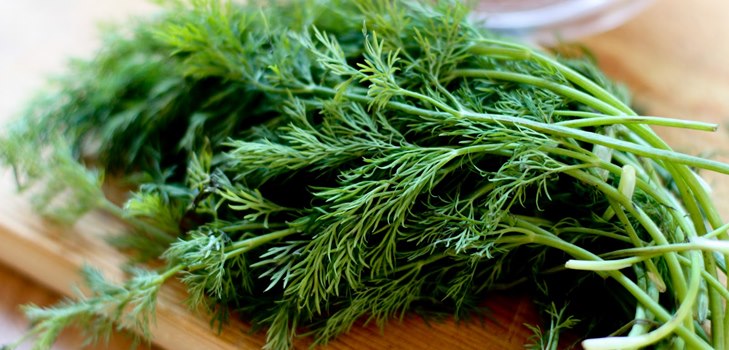 Dill: nützliche Eigenschaften und Kontraindikationen