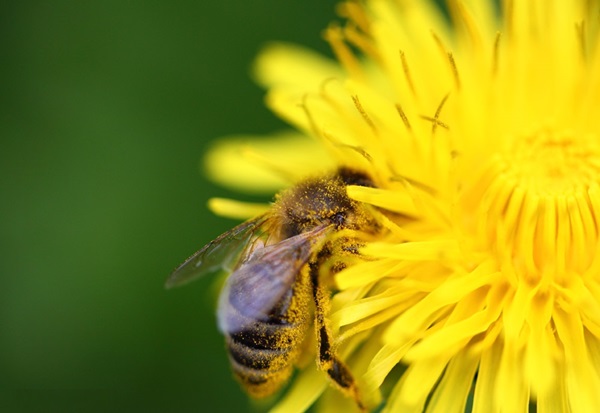 Insektenstiche